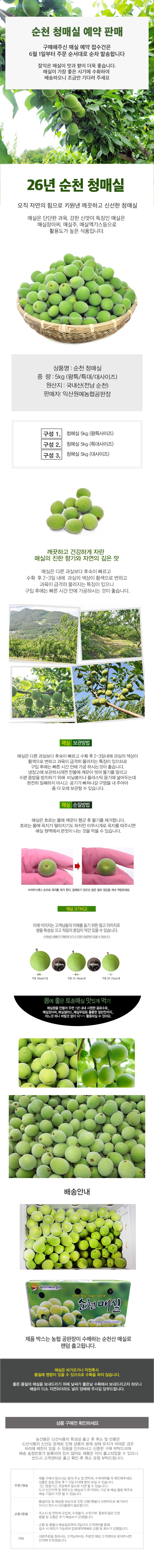 [농협공판장] 정성드린 순천 초록 매실 5kg(대/특대/왕특)